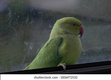 Wild Parrot Sitting In Window In Europe, Stuck Inside The House, This Colourful Specimen Is Called Rose-ringed Parakeet And It Thrives In Colder, Urban Climates, Despite Hailing From A Tropical Region