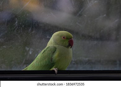 Wild Parrot Sitting In Window In Europe, Stuck Inside The House, This Colourful Specimen Is Called Rose-ringed Parakeet And It Thrives In Colder, Urban Climates, Despite Hailing From A Tropical Region