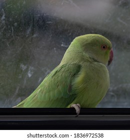 Wild Parrot Sitting In Window In Europe, Stuck Inside The House, This Colourful Specimen Is Called Rose-ringed Parakeet And It Thrives In Colder, Urban Climates, Despite Hailing From A Tropical Region