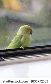 Wild Parrot Sitting In Window In Europe, Stuck Inside The House, This Colourful Specimen Is Called Rose-ringed Parakeet And It Thrives In Colder, Urban Climates, Despite Hailing From A Tropical Region