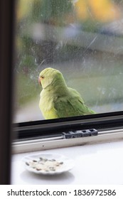 Wild Parrot Sitting In Window In Europe, Stuck Inside The House, This Colourful Specimen Is Called Rose-ringed Parakeet And It Thrives In Colder, Urban Climates, Despite Hailing From A Tropical Region