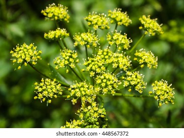 Wild Parsnip