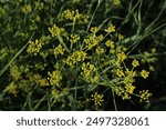 Wild parsnip flowers, Pastinaca sativa, an invasive species growing in a meadow. Beautiful floral background