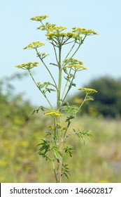 Wild Parsnip - Pastinaca Sativa