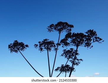 Wild Parsnip Plant With Seeds In Silhouette Against A Blue Sky