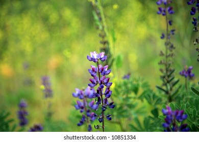  Wild Pea Plants and Flowers "Lathyrus splendens" bloom in the Southern California Hills in Spring bringing Beauty and nature to all