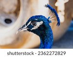 Wild Peafowl wandering through Cape Canaveral in Florida