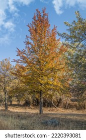 Wild Pear Tree In Autumn In Nature