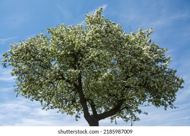 Wild Pear Tree With Blue Sky. 