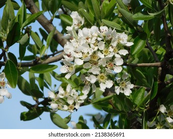 Wild Pear Tree Flowers In Bloom