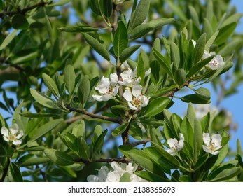 Wild Pear Tree Flowers In Bloom