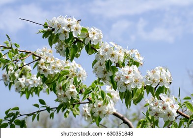 Wild Pear Tree Flowers In Front Of Sky