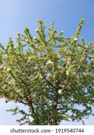 Wild Pear Tree In Spring