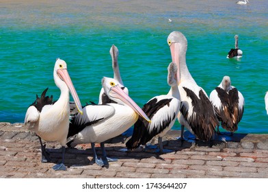 Wild pelicans gathering on a path by the water.
