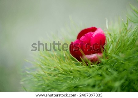 Wild peony is thin-leaved (Paeonia tenuifolia), in its natural environment. Bright decorative flower, popular in garden landscape design - selective focus.