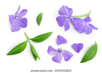 wild periwinkle flowers isolated on white background. Top view. Flat lay. Stock-foto