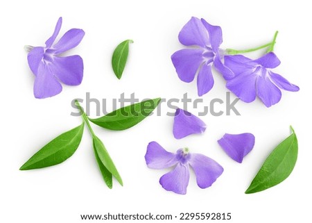 wild periwinkle flowers isolated on white background. Top view. Flat lay.