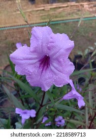 Wild Petunia After The Rain