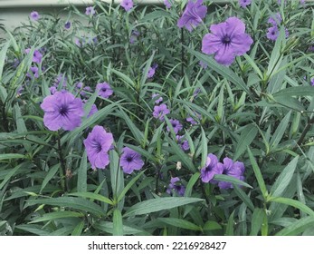 Wild Petunia Flowers In The Garden