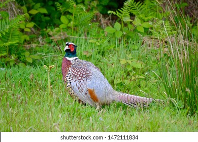 Wild Pheasant Bird In Isles Of Scilly Cornwall UK