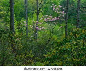 Wild Piedmont Pinxter Azalea (Rhododendron Canescens) In Desiduous Forest In Ivy Creek Natural Area Near Charlottesville, Virginia.