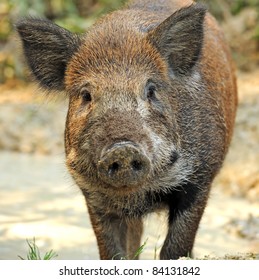 Wild Pig