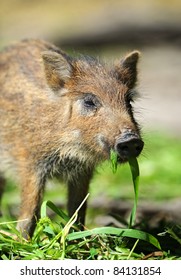 Wild Pig