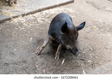 Wild Pig In An Australia Zoo Scratching Itself