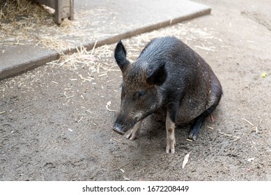 Wild Pig In An Australia Zoo Sitting Down 