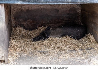 Wild Pig In An Australia Zoo Sleeping On Hay