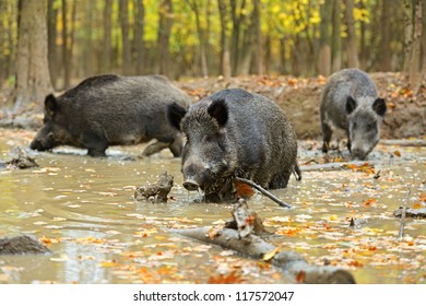 Wild Pig In The Autumn Forest