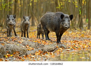 Wild Pig In The Autumn Forest