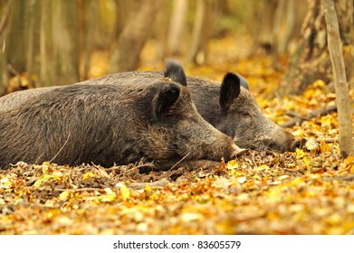 Wild Pig In The Autumn Forest