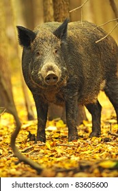 Wild Pig In The Autumn Forest