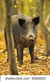 Wild Pig In The Autumn Forest