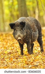 Wild Pig In The Autumn Forest