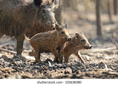 Wild Pig With Babies