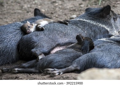 Wild Pig Familly - Small Pig Having Rest On Mothers Back