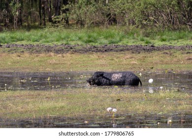 Wild Pig On A Water Pond, Eating And Covered By Mud. White Water Lilies On The Water. Anbangbang Billabong, Kakadu National Park, Northern Territory NT, Australia 