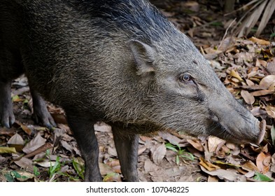 Wild Pig At Pulau Ubin