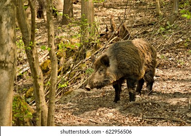 Wild Pig In Slovakian Forest Near City Zvolen