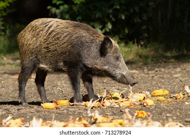 Wild Pig - Sus Scrofa