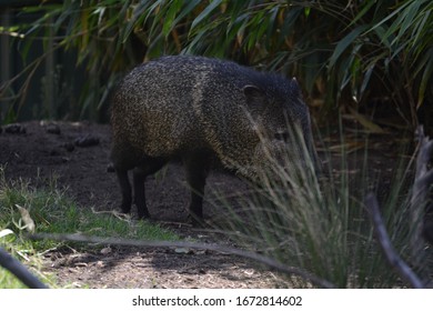 Wild Pig Walking Around In Grass