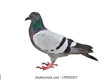 wild pigeon isolated on white background