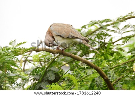 wild pigeon resting on atree branch