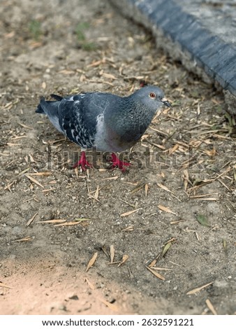 A wild pigeon standing on dry ground scattered with leaves and twigs, near a concrete curb. The bird's vibrant neck feathers and red feet stand out against the natural urban background