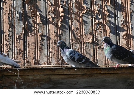 wild pigeons perch on the parapet of an old abandoned wooden building