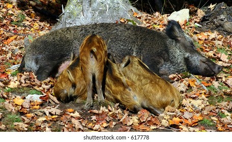 Wild Piglets Feeding Themselves