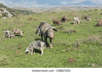 Wild pigs on a green grass - Shutterstock ID 558857035