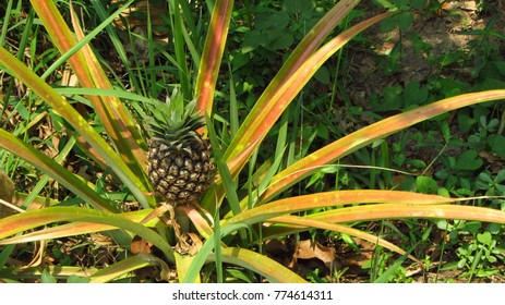 Wild Pineapple Bush in Jungle

